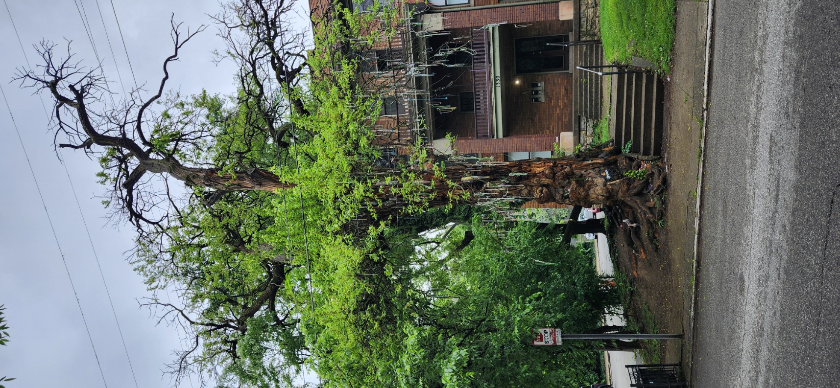 The Witch's Tree on South Sixth Street in Louisville